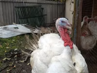 Turkeys — Foto 2