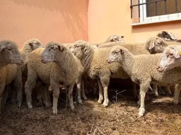 قوچ, Ile-de-France sheep