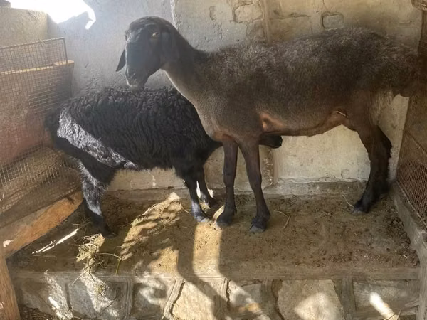 میش, گوسفند — ازبکستان