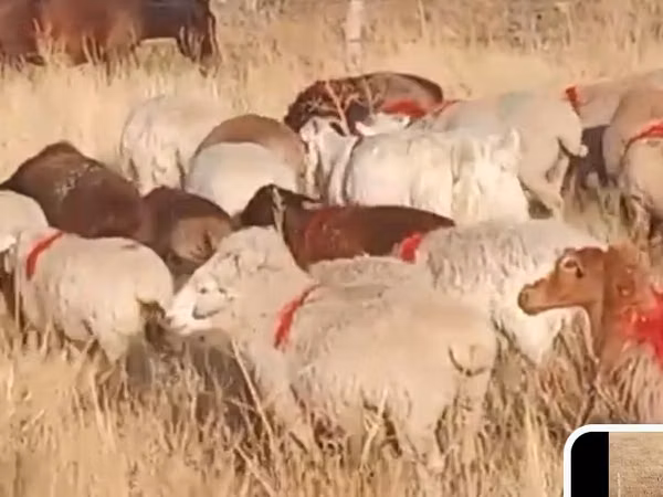 母羊, Russian meat merino sheep — 哈萨克斯坦