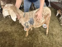 Ram, Hissar sheep — photo 2