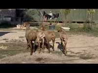 Πρόβατο, Arashan sheep — φωτογραφία 1