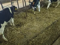 Bull, Holstein breed — photo 3