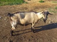 Ged, Alpine goat — foto 2