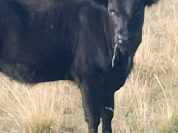 Vache, Aberdeen-Angus — Kazakhstan