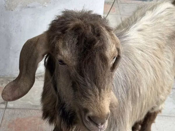 Goat, Goats — Uzbekistan