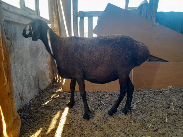 Sheep, Sheep — Kazakhstan