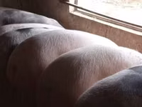 Porci (lot, sex nespecificat), Porci — foto 4