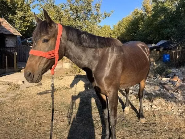 კვიცი, Friesian