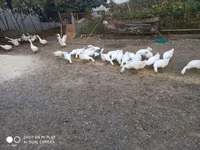 Geese — photo 1