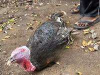 Turkeys — sawirka 1