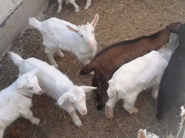 Buk, Saanen goat