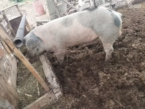 Boar,  — Armenia