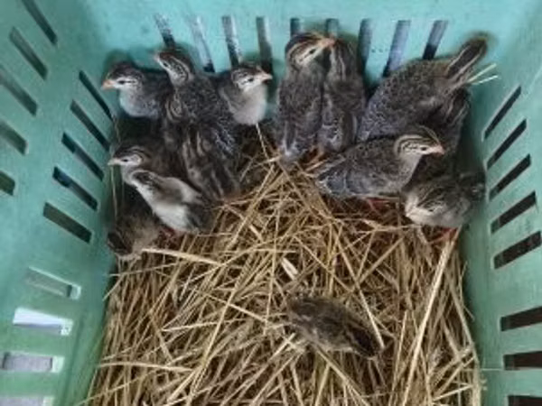 Guinea fowl — Угорщина