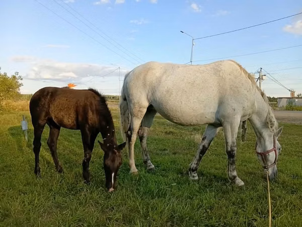 Mare, Horses — Kazakhstan