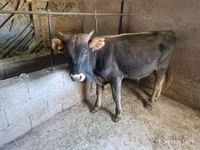 Toro, Ganado vacuno — foto 2