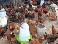Chickens — foto 2