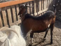 Billy Goat, Nubian Goat — photo 1