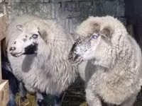 Ram, Sheep — photo 2