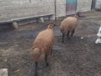 Montone, Blackheaded Persian sheep — foto 3