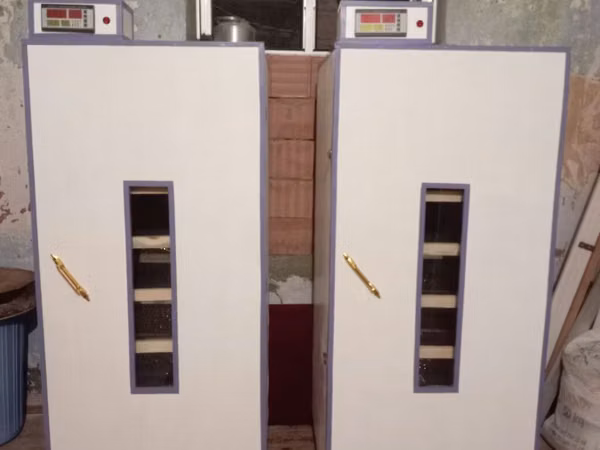 İnkubator 1000 yumurtalıq zakasla yigilir tam afdamat isdeyeyir unvan