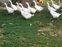 Geese — photo 1