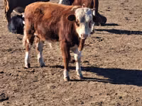 Toro, Aberdeen-Angus — foto 3