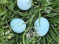 Quails — foto 1