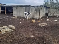 Cow, Russian Black pied cattle — photo 1