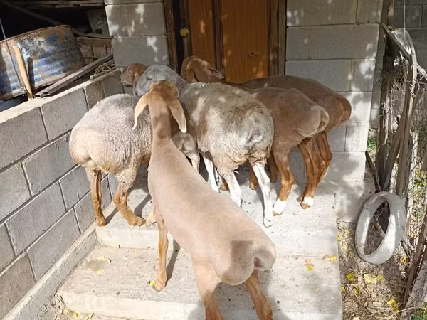Sheep, Arashan sheep