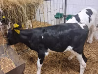 Toro, Russian Black pied cattle — foto 3