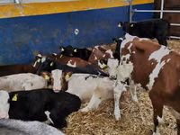 گاو نر, Simmental cattle — عکس 1
