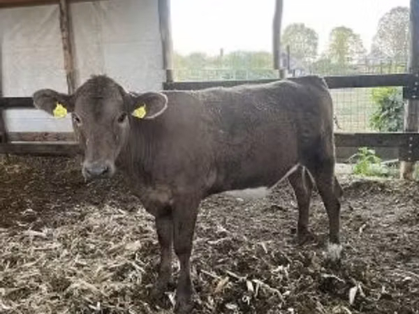 گاو ماده, Charolais cattle