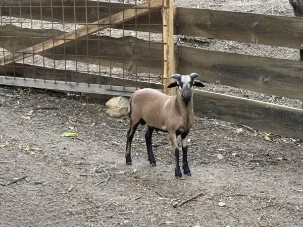 Ram, Cameroon sheep — Hungary
