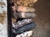 Boar, Pigs — photo 2