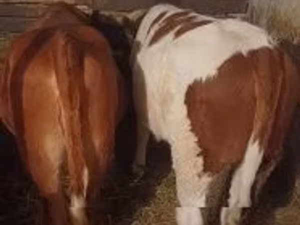 Cow, Limousin cow