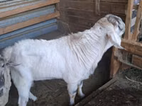 Kozel, Beetal goats — foto 4