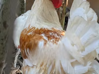 Chickens — снимка 1