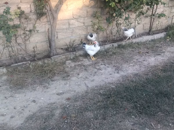 Chickens — Azerbaijan