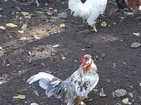 Ιαπωνικό Bantam — φωτογραφία 6