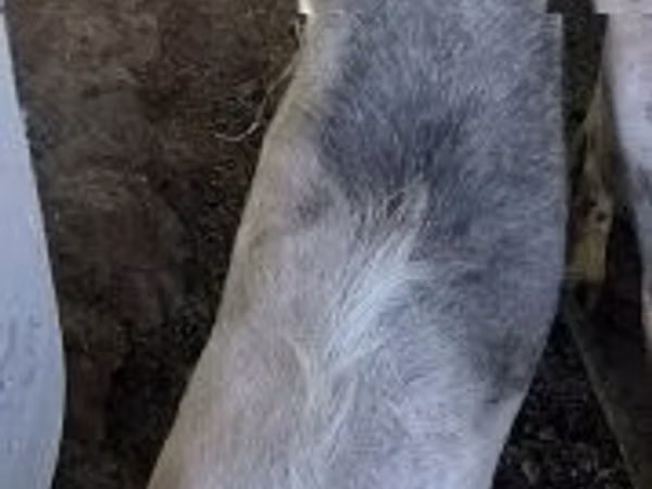 Kambing betina, Goats