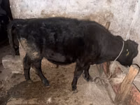 Vacă, Latvian Blue cattle — foto 3