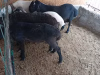 Ram, Sheep — photo 5