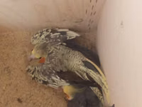 Məhsul: Nimfa (Cockatiel) tutuquşuları və qəfəs dəsti Təsvir: - 2 — φωτογραφία 4
