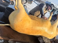 Vier, Porci — foto 2