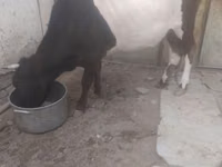 Cow, Russian Black pied cattle — photo 1