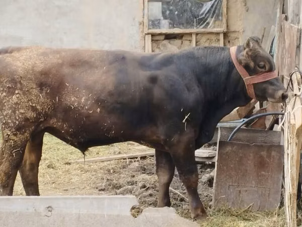 Bull, Swiss cattle — Kyrgyzstan