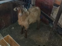 Kambing jantan, Goats — foto 2