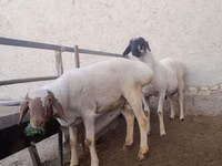 Billy Goat, Goats — photo 6