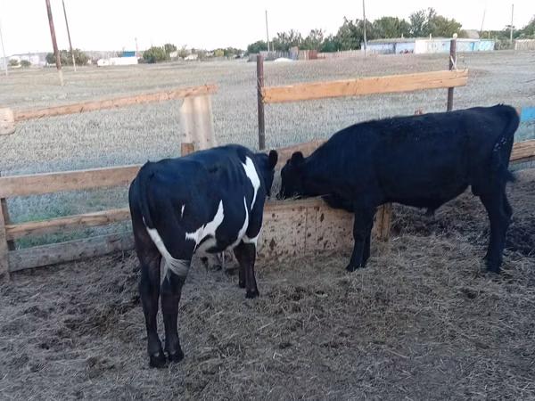 公牛, Russian Black pied cattle — 哈萨克斯坦